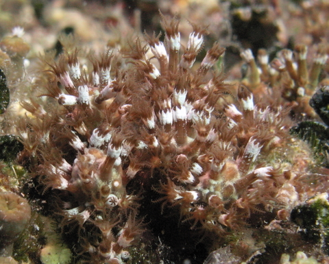 Madrepora verde (Maasella edwardsi)